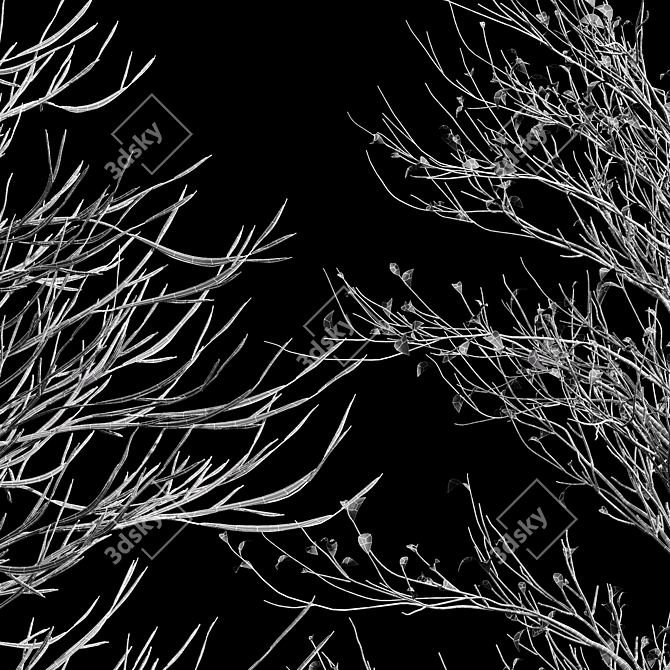 Winter Glow: Real Tree Acer 3D model image 5