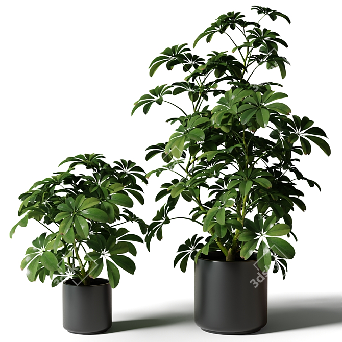 Black Pot Schefflera: Greenery for Any Space 3D model image 1