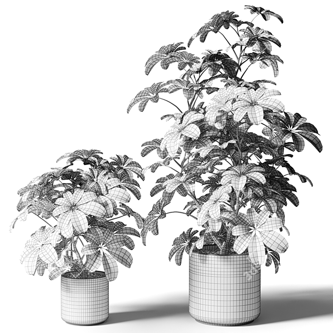 Black Pot Schefflera: Greenery for Any Space 3D model image 2