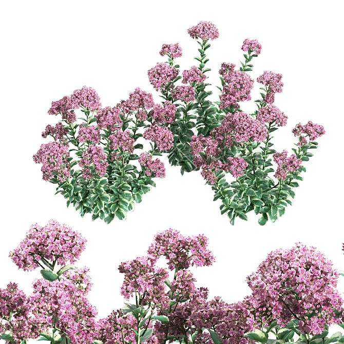 Autumn Charm Sedum: Vibrant and Hardy Perennial 3D model image 1