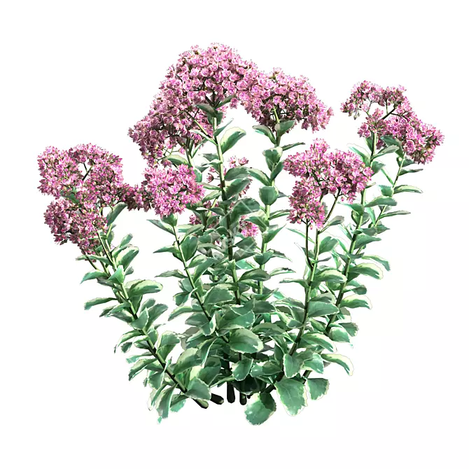 Autumn Charm Sedum: Vibrant and Hardy Perennial 3D model image 3