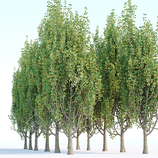 Poplar Trees Collection - Vol. 44: Stunning Diversity & Realistic Details 3D model image 2