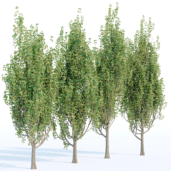 Poplar Trees Collection - Vol. 44: Stunning Diversity & Realistic Details 3D model image 3