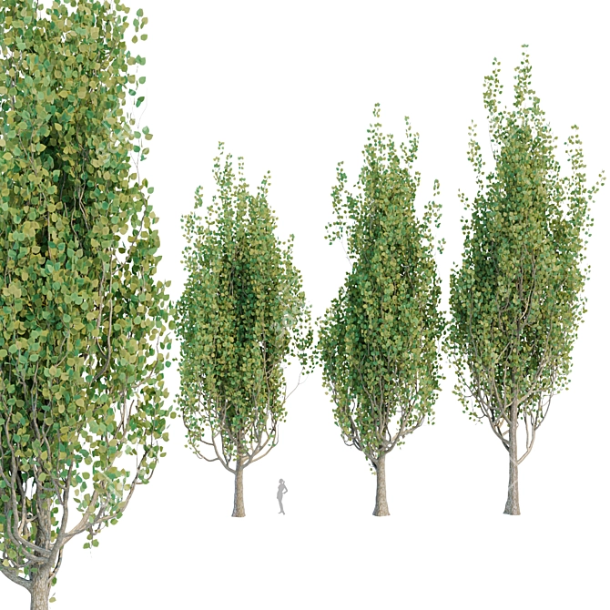 Poplar Trees Collection - Vol. 44: Stunning Diversity & Realistic Details 3D model image 5