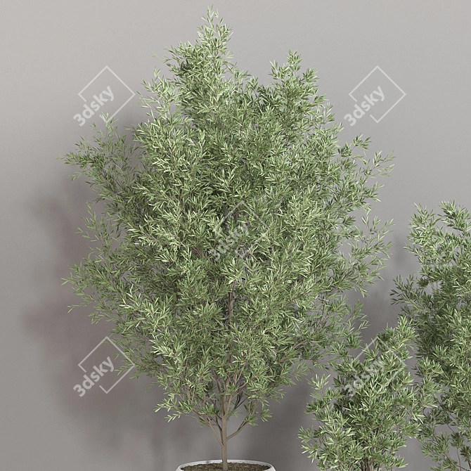 Modern Indoor Plant Set 3D model image 5