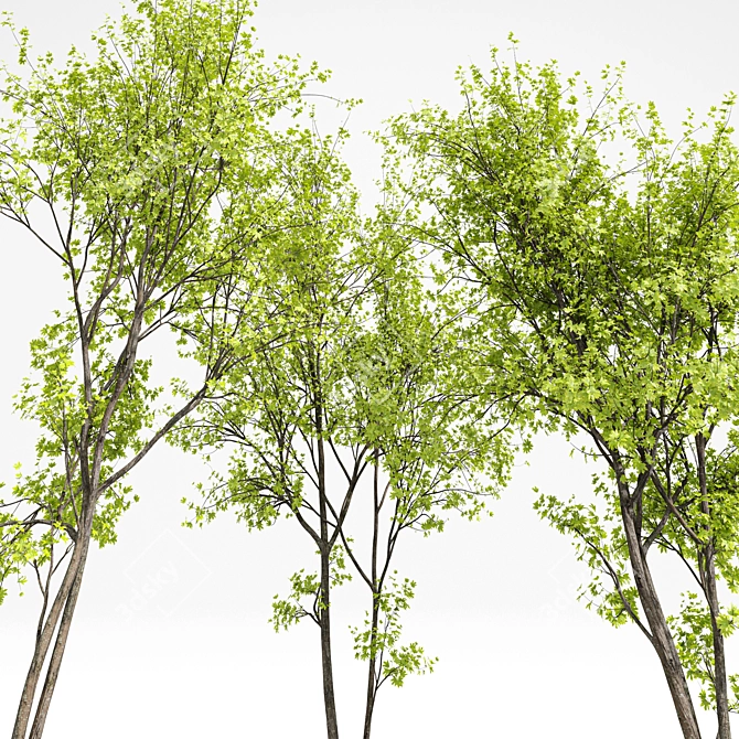 Real Tree Spring: High-Quality 3D Models 3D model image 2