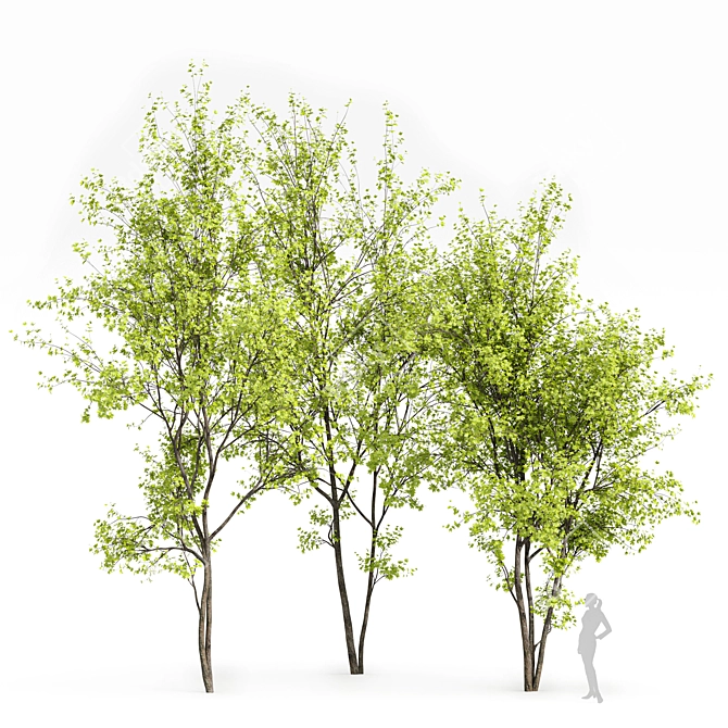 Real Tree Spring: High-Quality 3D Models 3D model image 8