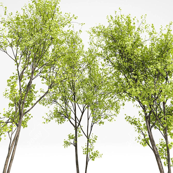 Real Tree Spring: High-Quality 3D Models 3D model image 9