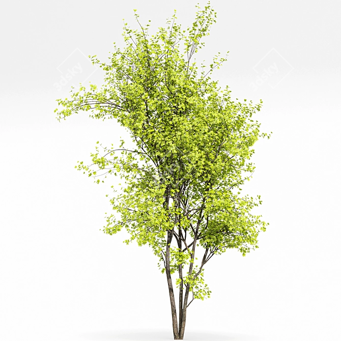Real Tree Spring: High-Quality 3D Models 3D model image 10