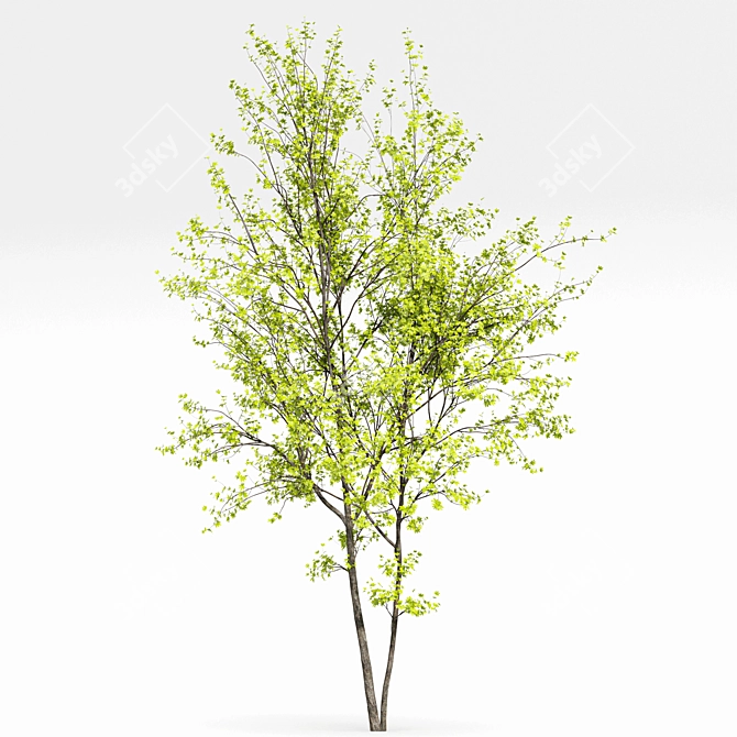 Real Tree Spring: High-Quality 3D Models 3D model image 11