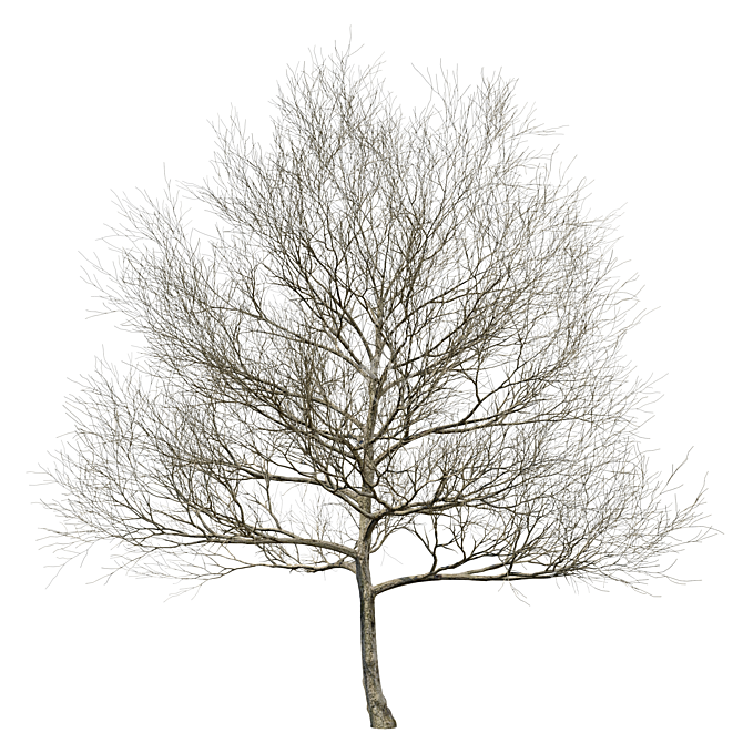  Majestic Oak Tree - 13m Height 3D model image 3