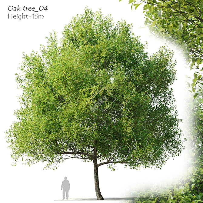  Majestic Oak Tree - 13m Height 3D model image 5