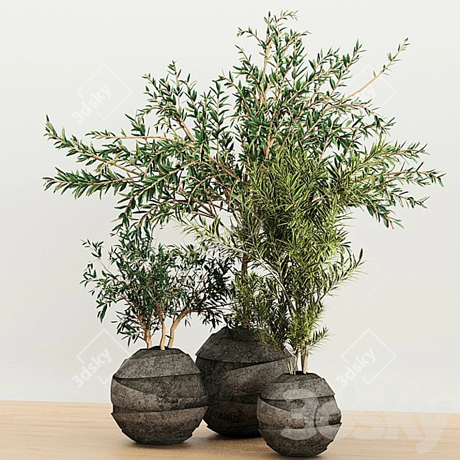 Indoor Plant Trio with Unique Pot 3D model image 4