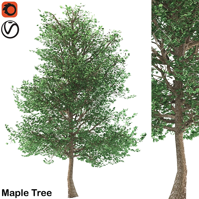 Traditional Maple Tree 3D model image 1