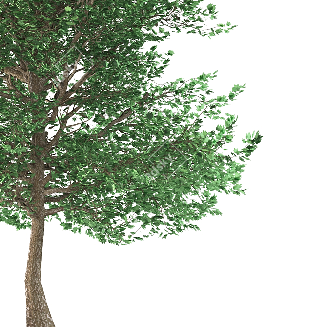 Traditional Maple Tree 3D model image 2