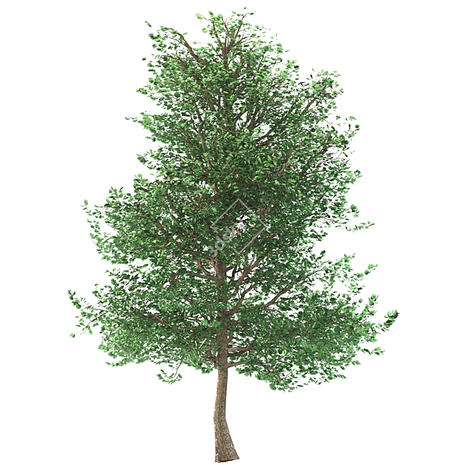 Traditional Maple Tree 3D model image 4