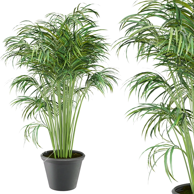 Indoor Palm Collection Vol. 256 3D model image 3