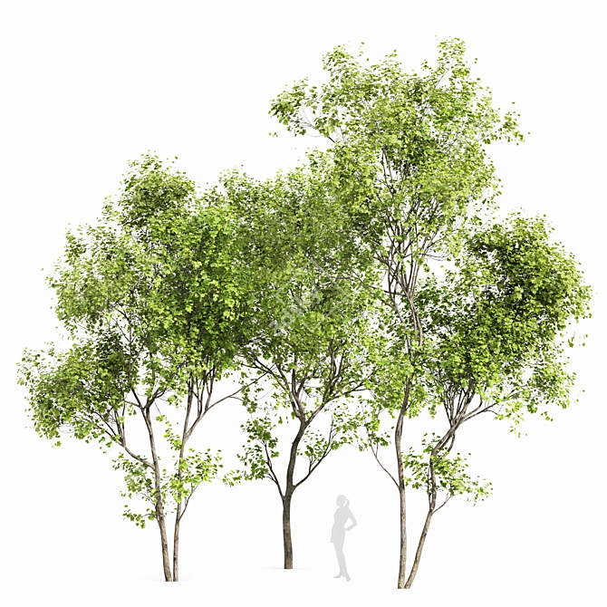 Real Tree Summer Accent 3D model image 1