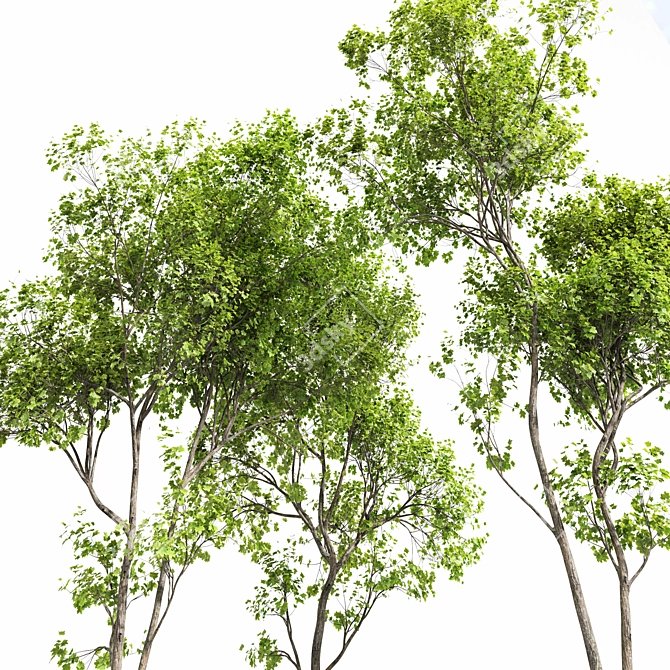 Real Tree Summer Accent 3D model image 2