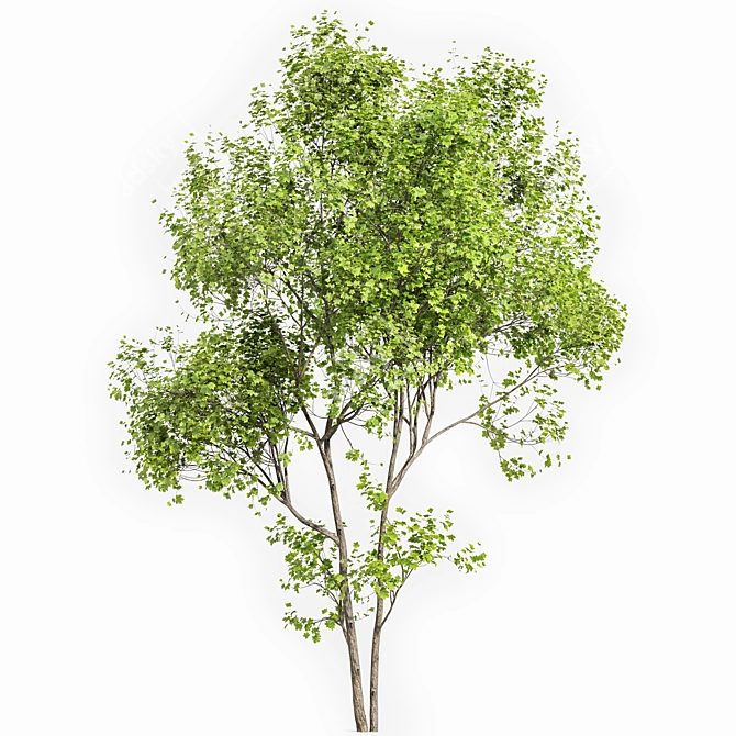 Real Tree Summer Accent 3D model image 4