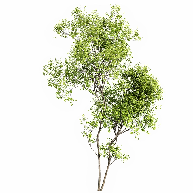 Real Tree Summer Accent 3D model image 5