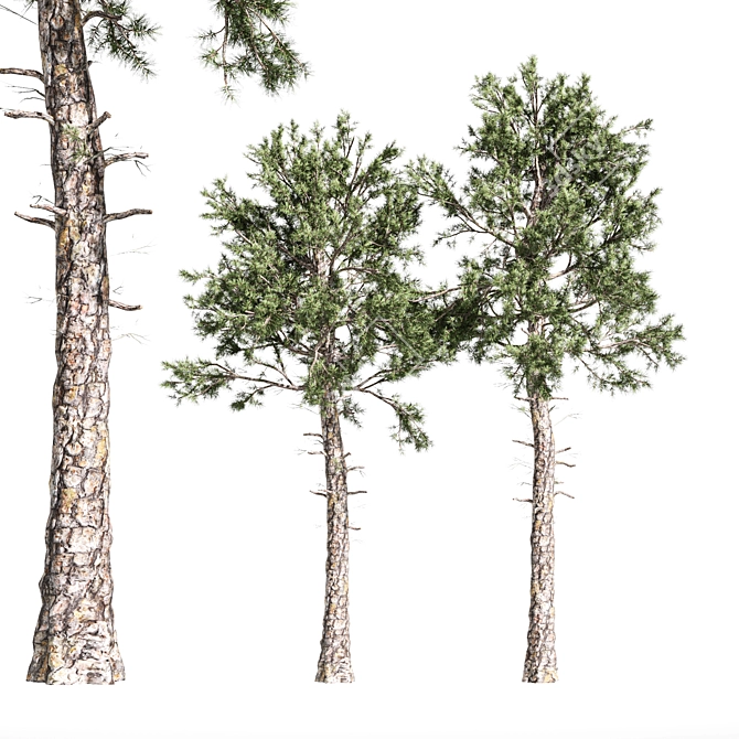 Italian Stone Pine Tree Duo - 12.9m & 13.1m 3D model image 1