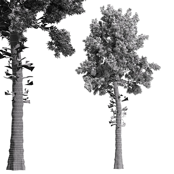 Italian Stone Pine Tree Duo - 12.9m & 13.1m 3D model image 3