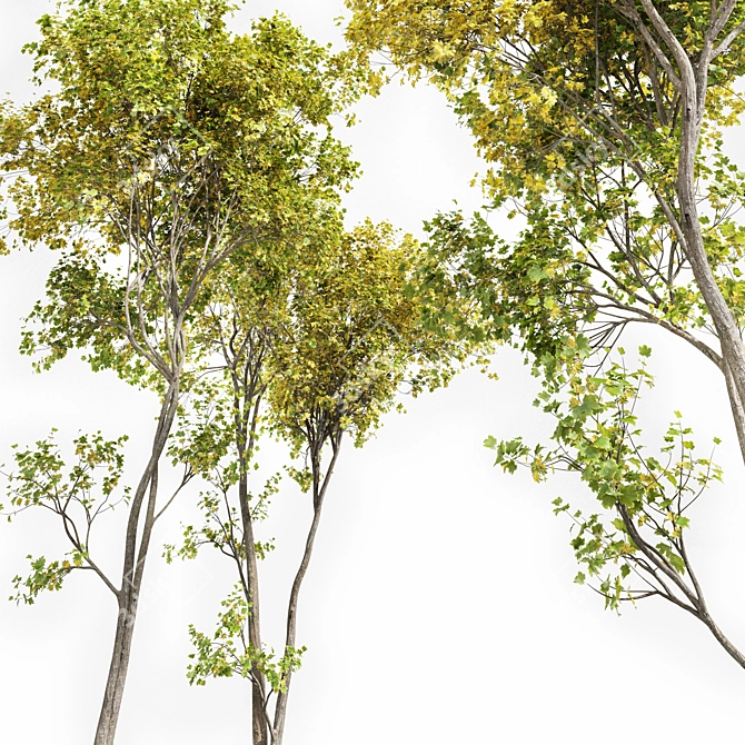 Real Tree Acer Saccharinum: Lifelike 3D Model 3D model image 3