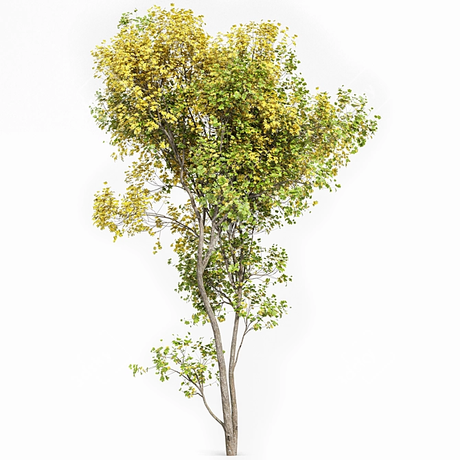 Real Tree Acer Saccharinum: Lifelike 3D Model 3D model image 4