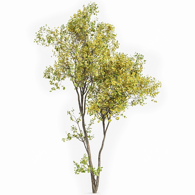 Real Tree Acer Saccharinum: Lifelike 3D Model 3D model image 5