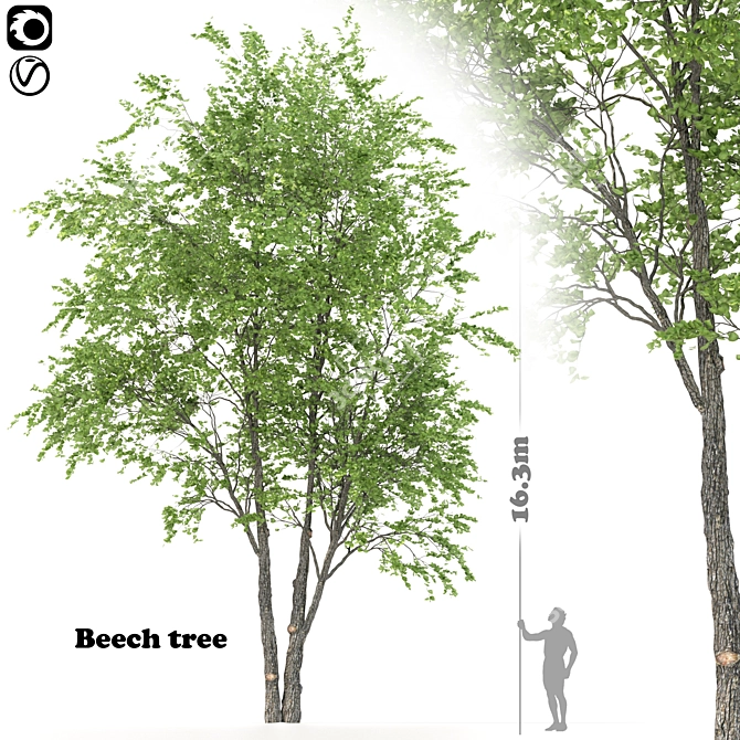 Tall Beech Tree: 16.3m Polys 3D model image 1