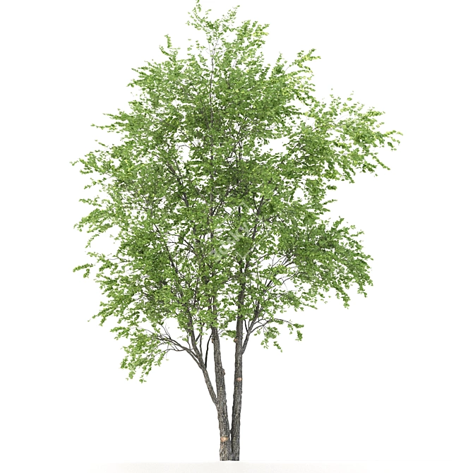 Tall Beech Tree: 16.3m Polys 3D model image 3