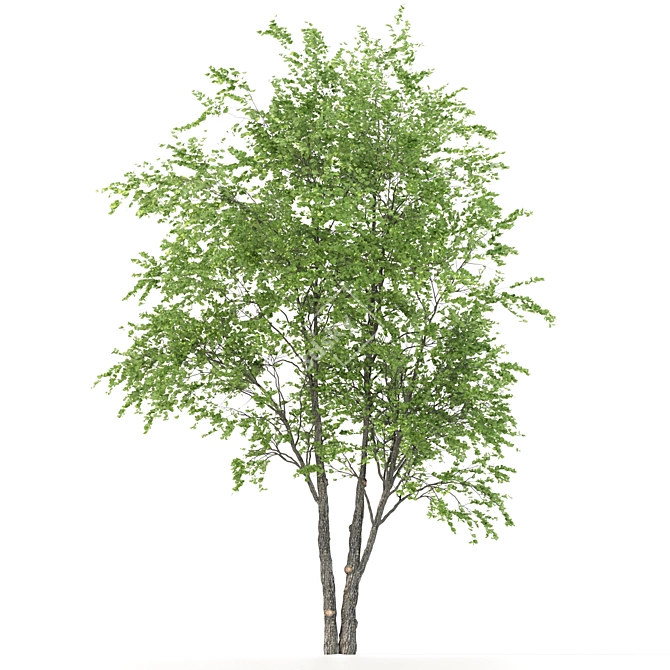 Tall Beech Tree: 16.3m Polys 3D model image 4