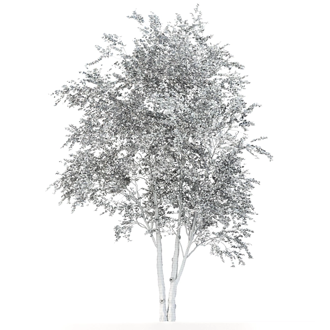 Tall Beech Tree: 16.3m Polys 3D model image 5