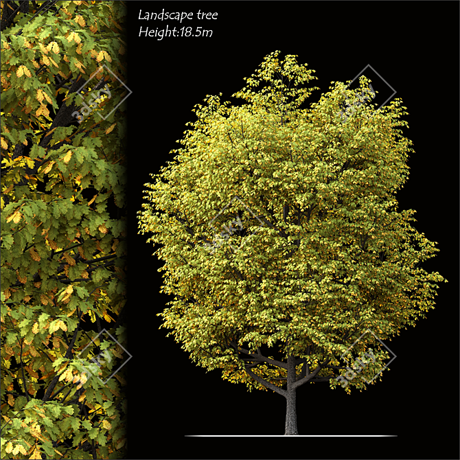 2014 Land scape tree - 18.5m Tall, High-Quality 3D Model 3D model image 1