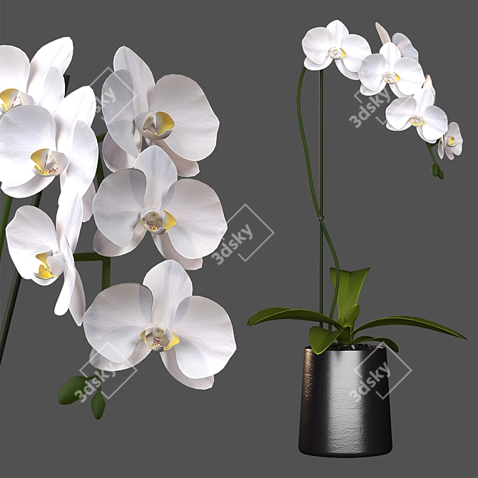 Elegant White Orchid: Pot of Delicate Beauty 3D model image 1