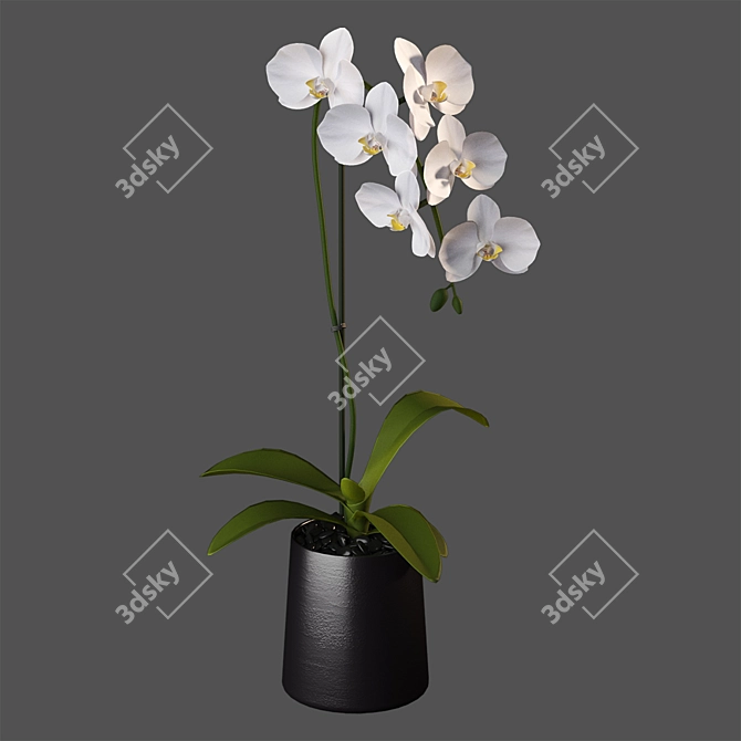 Elegant White Orchid: Pot of Delicate Beauty 3D model image 2