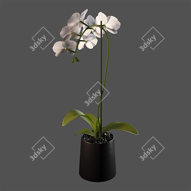 Elegant White Orchid: Pot of Delicate Beauty 3D model image 3