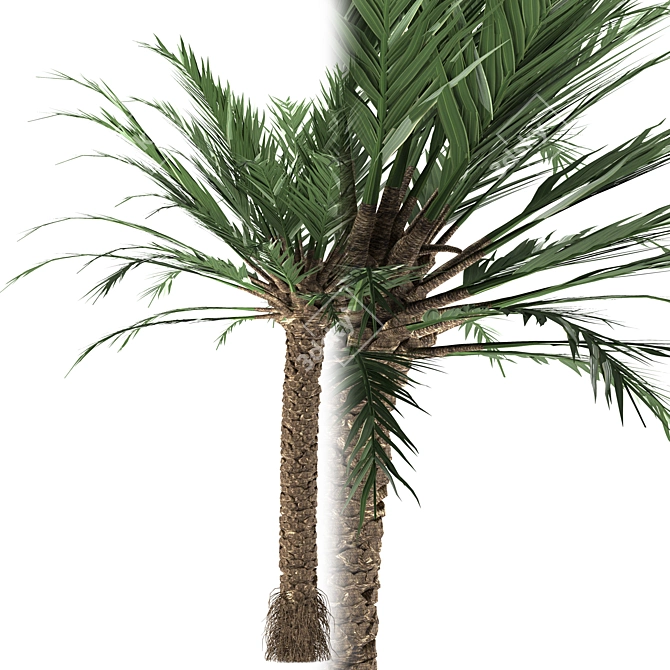 Tropical Paradise Palm Tree 3D model image 2