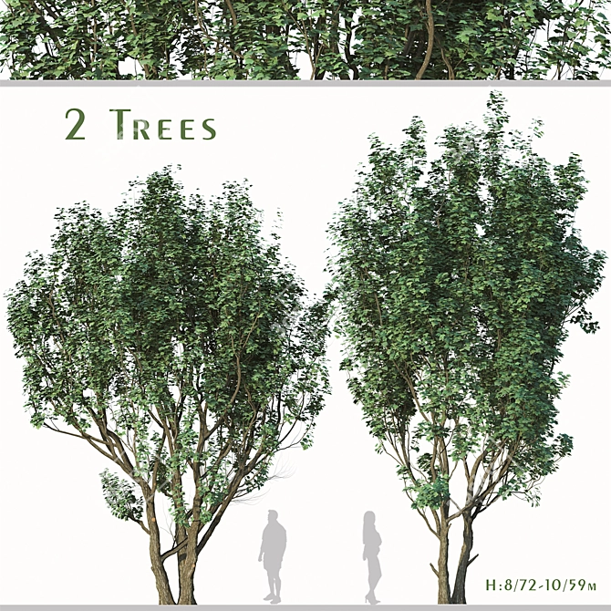 2 Acer Campestre Trees | Field Maple Set 3D model image 1