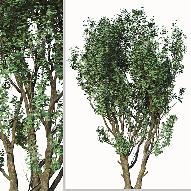 2 Acer Campestre Trees | Field Maple Set 3D model image 3