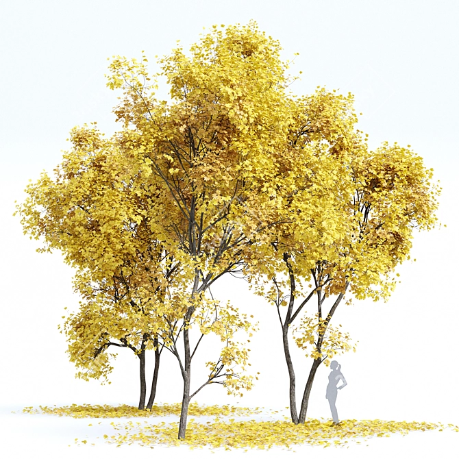 Autumn Acer Tree Collection 3D model image 1