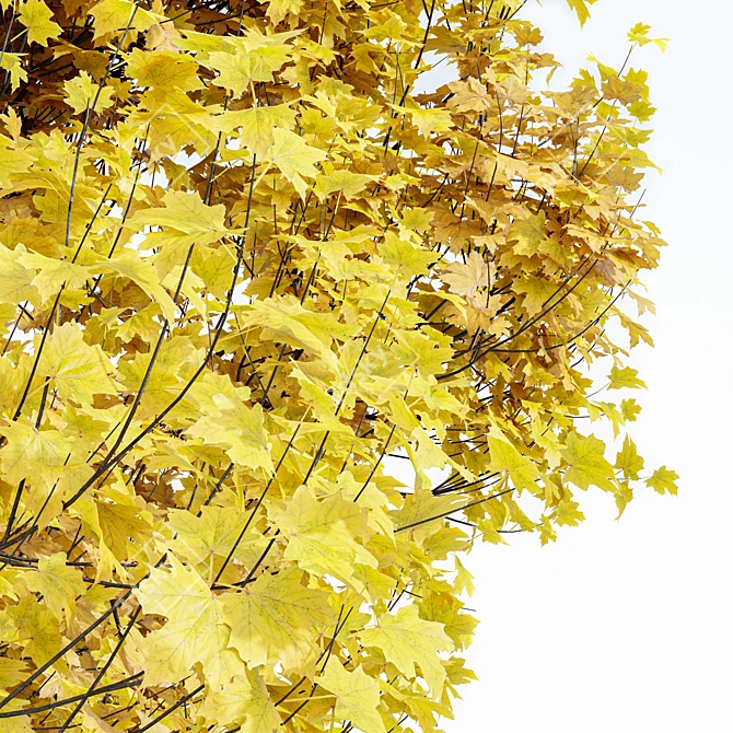 Autumn Acer Tree Collection 3D model image 2