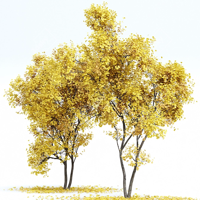 Autumn Acer Tree Collection 3D model image 3