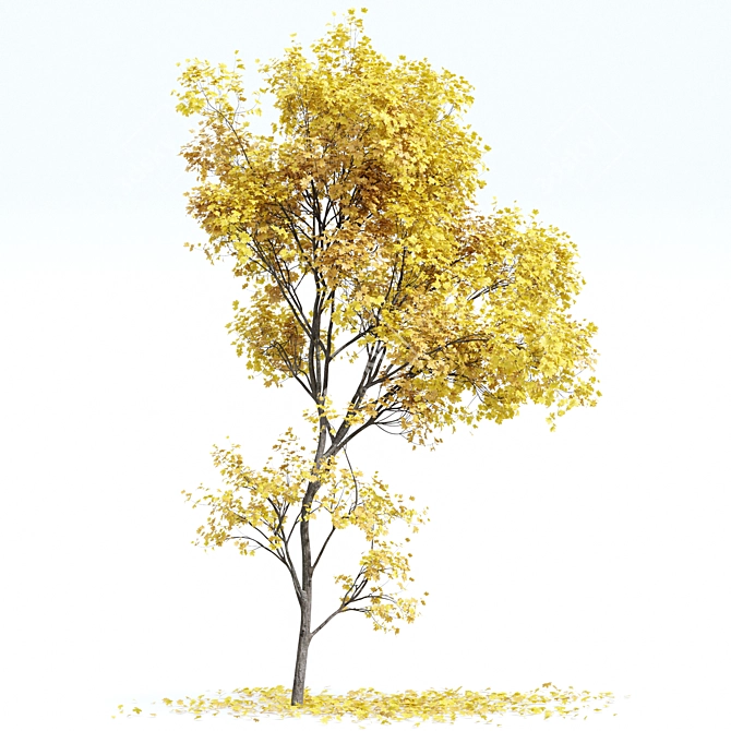 Autumn Acer Tree Collection 3D model image 4