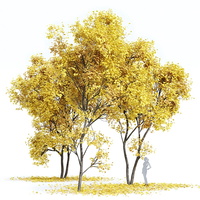 Autumn Acer Tree Collection 3D model image 6