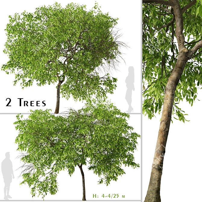 Fragrant Magnolia Champaca Trees 3D model image 1