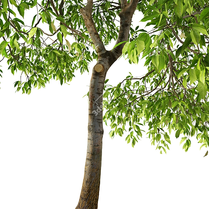 Fragrant Magnolia Champaca Trees 3D model image 2