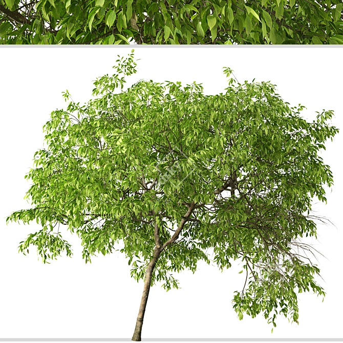 Fragrant Magnolia Champaca Trees 3D model image 6