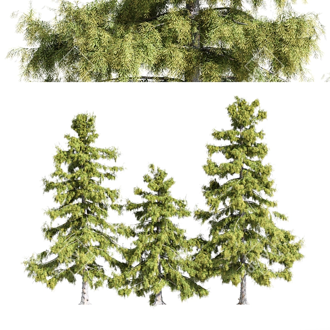 Alaska Cedar Trio: 3 Majestic Trees 3D model image 1